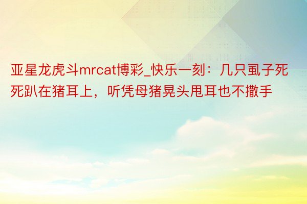 亚星龙虎斗mrcat博彩_快乐一刻：几只虱子死死趴在猪耳上，听凭母猪晃头甩耳也不撒手